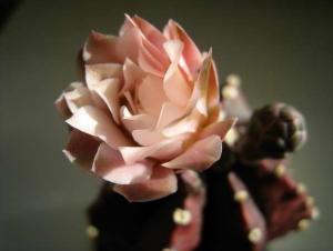 IMG_4298.jpg