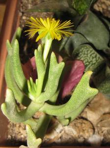 a-succulent2158.jpg