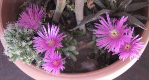 trich8377.jpg