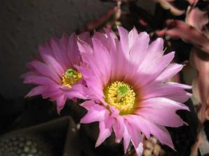 a_cact_0403.jpg