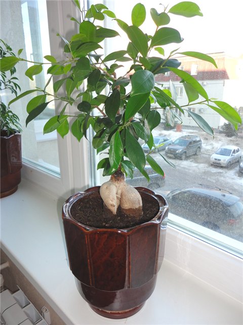 Фикус микрокарпа - Ficus microcarpa