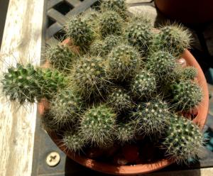 unknown007_1.jpg