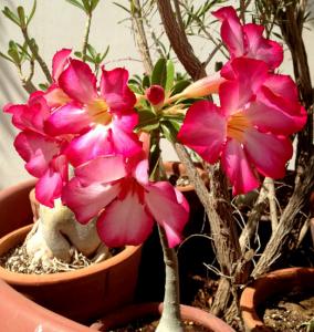 angie_adenium_seedling01.jpg