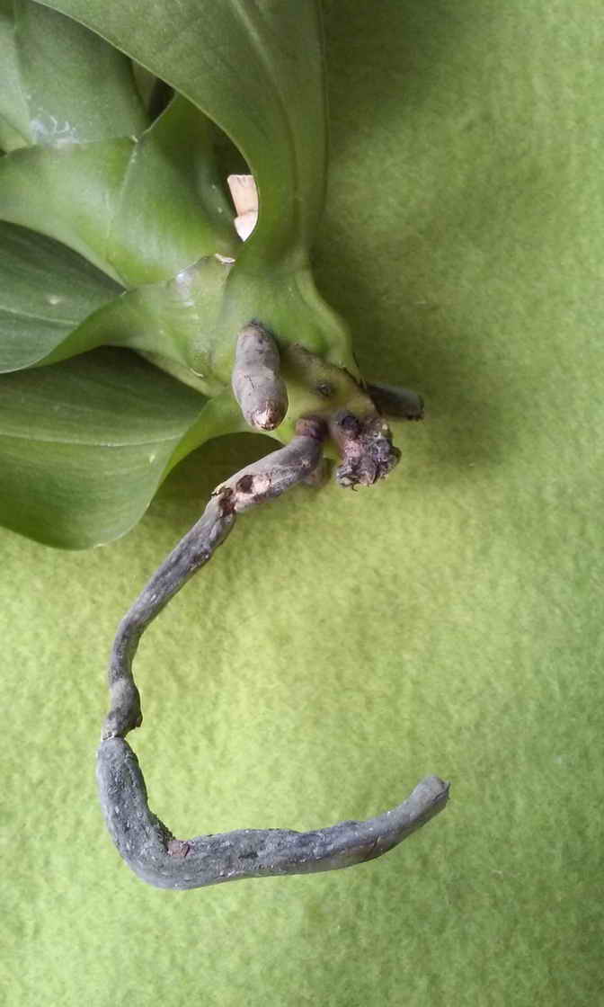 Что делать, если гниют корни у орхидеи?