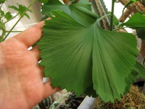 20150411092049287_Ginkgo_biloba.jpg