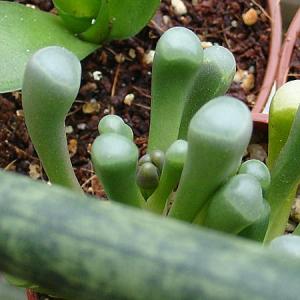 fenestraria_Lena_09_01.jpg