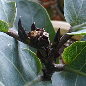 Lena_024_ficus.jpg