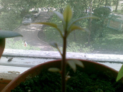 Фрукт рамбутан: фото растения, как вырастить рамбутан в домашних условиях из косточки