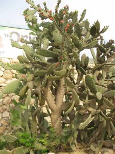 a_2518Opuntia_tomentosa_.jpg