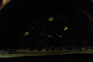 DSC01593.jpg