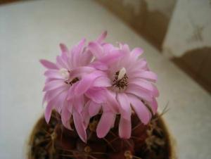 IMG_5675.jpg