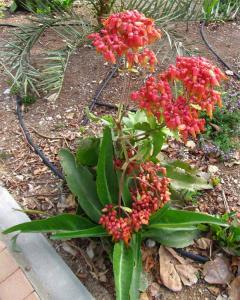 a9141Kalanchoe_gastonis_bonnieri.jpg