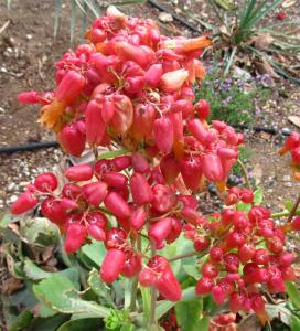 a9142Kalanchoe_gastonis_bonnieri.jpg