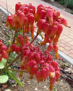 a9143Kalanchoe_gastonis_bonnieri.jpg