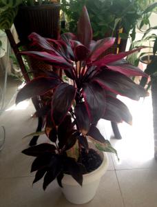 cordyline02.jpg