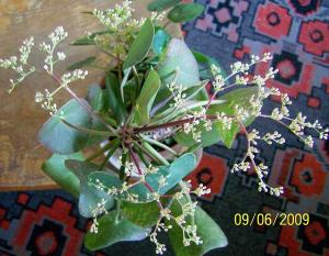 Lada_pilea.jpg