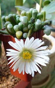 Fenestraria_Lena_00.jpg