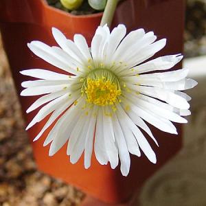 Fenestraria_Lena_01.jpg