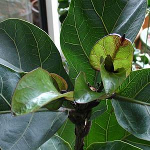Lena_025_ficus.jpg