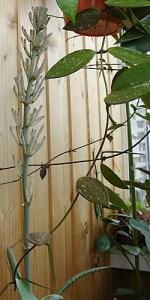 Gracillepis_Lena_210609.jpg