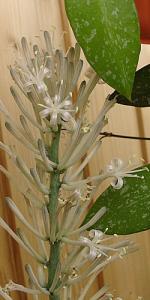 Gracillepis_Lena_280609.jpg