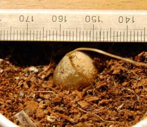 dioscorea3.jpg