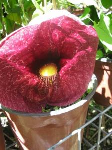 Aristolochia10021.jpg