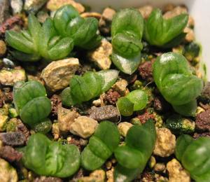 h.cooperi-v.--dielsiana-seedling.jpg
