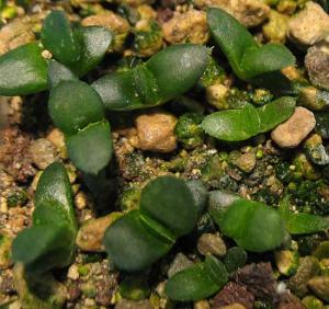 h.-mutica-var-nigra.jpg