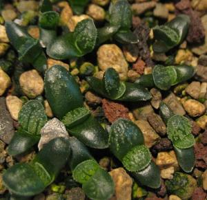 H.‘crystalina’-X-H.cv-‘Powder-Snow’.jpg