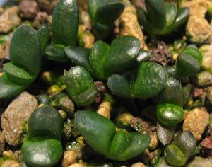 h.-comptoniana-(Gm-266)-x-h.-cv.-“Black-Form”.jpg