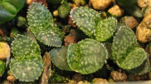 h.-esterhuisenii-Albertinia-seedling.jpg