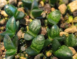 h.--emelyae-v.-comptoniana-seedling.jpg