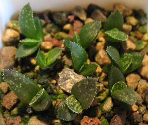 Haworthia-emelyae-v.-major-(GM-400)-seedling.jpg