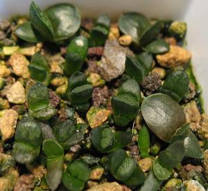 haworthia-seedling.jpg