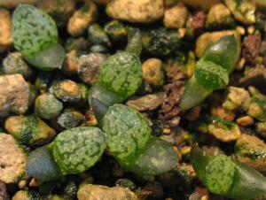 h. janvlokii (GM-267) seedling.jpg