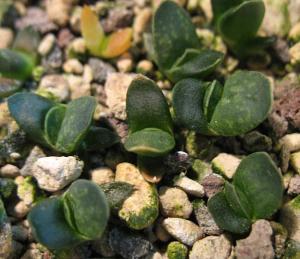 h.--pygmaea-v.-argenteo-maculosa-(GM-448).jpg