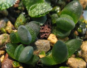 h.-maughanii-hybr--seedling.jpg