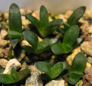 h.-mutica-Oude-Opstal.jpg