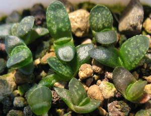 H.-pygmaea-var.-argenteo-maculosa,-GM-326-seedling.jpg