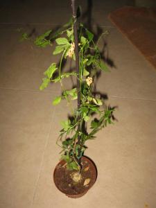 cedros4145.jpg