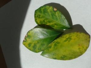 20140619_163853.jpg