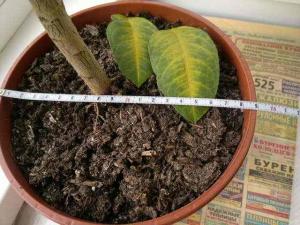2014-06-28-1594.jpg