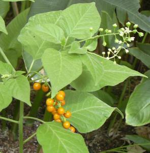 rivina_humilis149.jpg