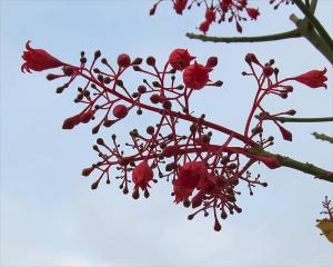 Brachychiton_acerifolius2073.jpg