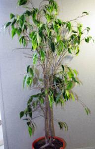 IMG_6797.jpg