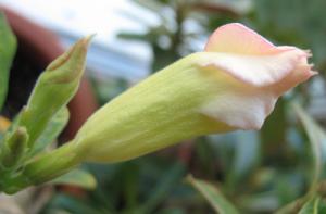 Aulina_Adenium_Fancy.jpg
