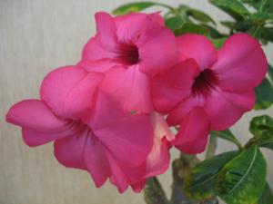 Akulina_Adenium_Fancy_6801.jpg