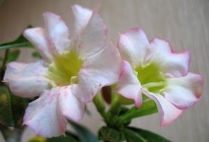 Akulina_Adenium_Fancy_7468.jpg