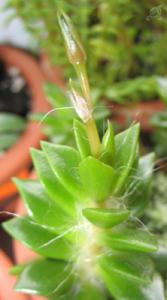 Akulina_A._rufescens_7344.JPG